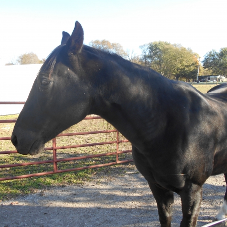 Black Jack, Tennessee Walking Horses Gelding for sale in Indiana