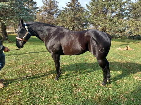 Speaking ofthe Devil, American Quarter Horse Gelding for sale in Minnesota