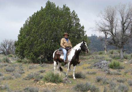 Cloud, Quarter Horse Cross Gelding for sale in California