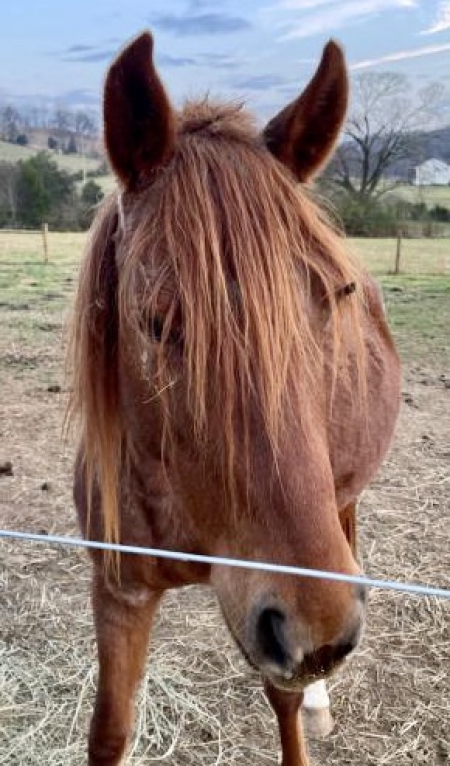 Cash In the Red, Tennessee Walking Horses Mare for sale in Tennessee