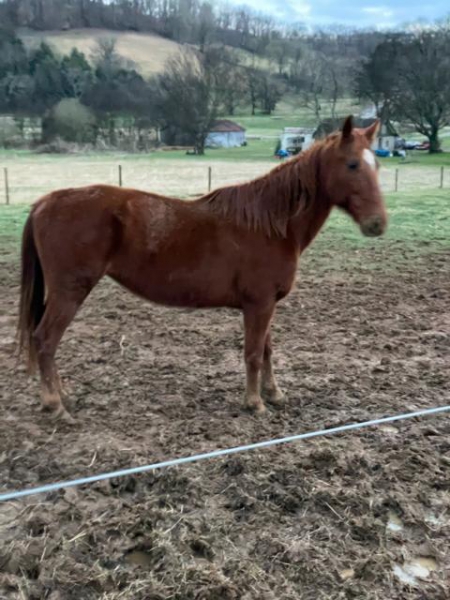 horses for sale in ga under $1 000