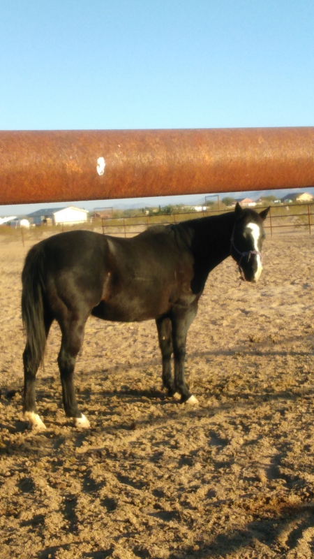 NIFTY BOOTIE, American Quarter Horse Mare for sale in Arizona