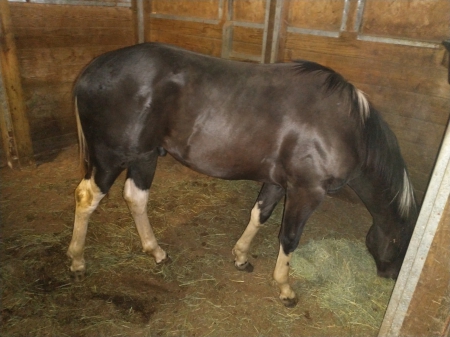CCR DRUM ROLL PLEASE, American Paint Horse Association Stallion for sale in Arizona