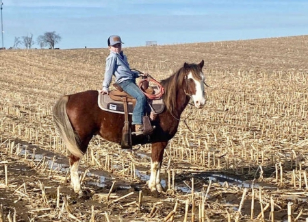 BEX, Ponies Gelding for sale in Iowa