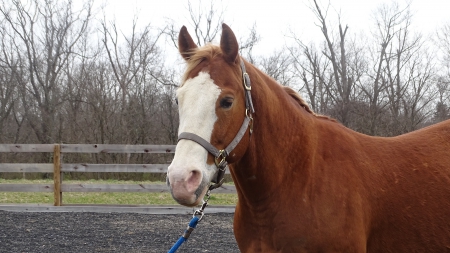 Charlie-Zippin Twice As Free, American Paint Horse Association Gelding for sale in Kentucky
