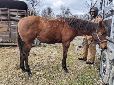 Al Exandria On Fire , American Quarter Horse Filly for sale in Ohio