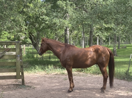 Jaebar King Skeet, American Quarter Horse Gelding for sale in Texas