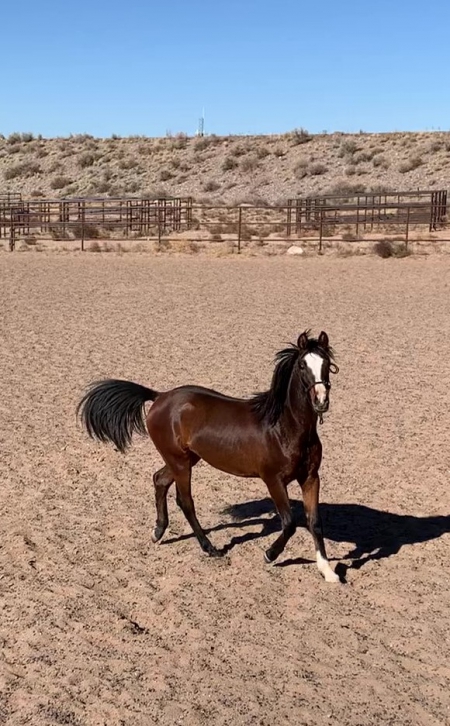 Arrabella Bey-3/4 Registered Arab take her any direction!!, Anglo-Arabian Filly for sale in New Mexico