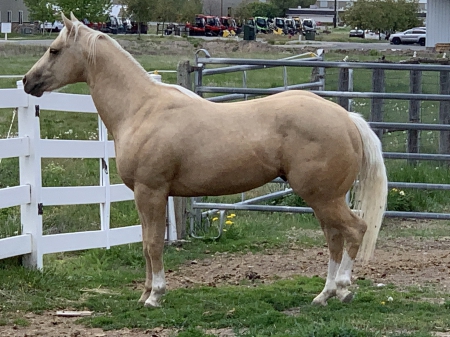 Skips Intention, American Quarter Horse Colt for sale in Utah