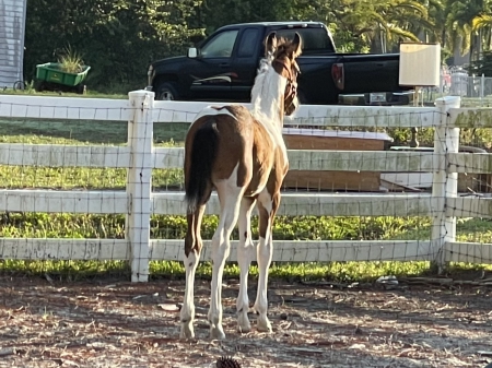Ce'zanne, Friesian Cross Filly for sale in Florida