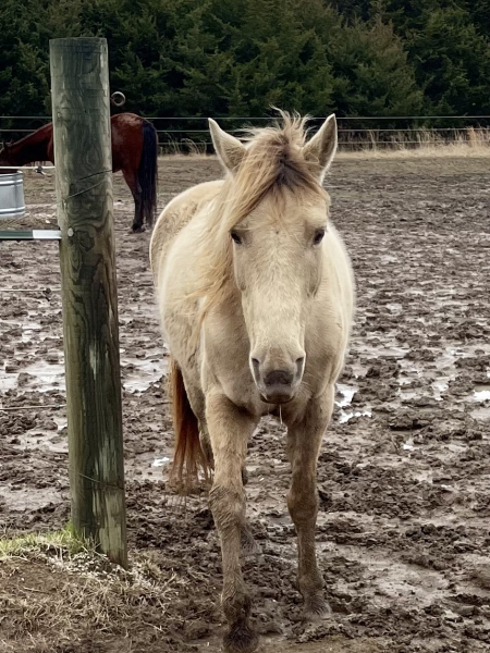 Fiona, Tennessee Walking Horses Mare for sale in Missouri