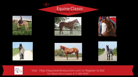 Equine Classic , American Quarter Horse Gelding for sale in Missouri