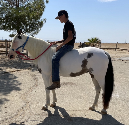 Lolita, Spotted Saddle Mare for sale in California