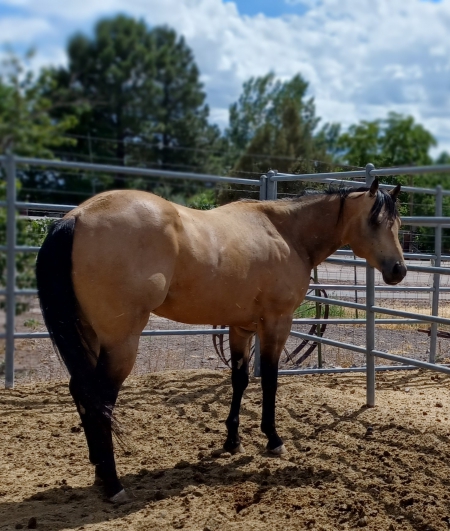 Flint Rider, American Quarter Horse Stallion for sale in Utah