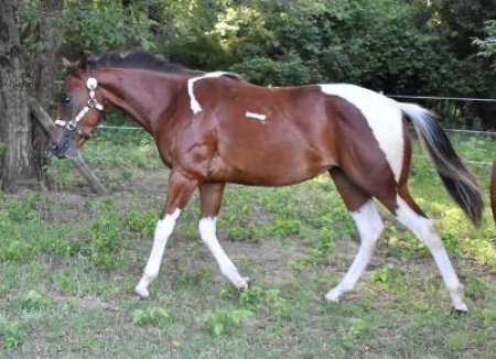 My Assets R Always Tardee (Callie), American Paint Horse Association Filly for sale in Michigan