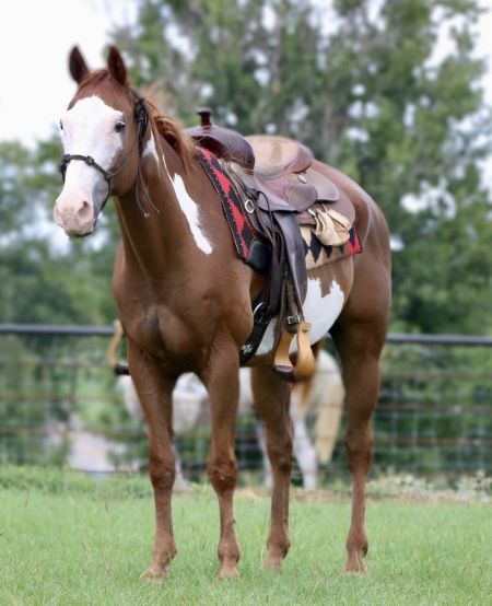 15 year old grade gelding. Stands 15.1 hands, American Quarter Horse Gelding for sale in Texas