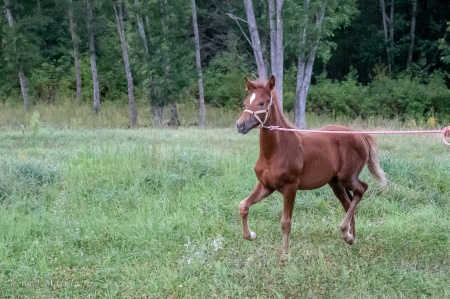 Kari's Fawn EMS, Morgan Filly for sale in Maine