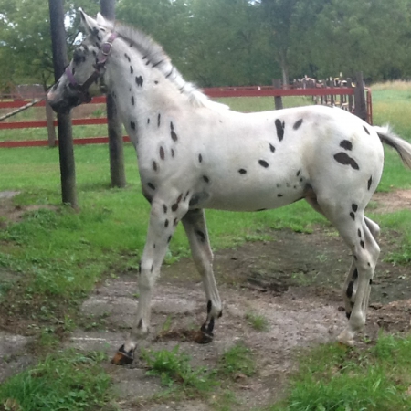 Ulrich Prince Charming, Appaloosa Colt for sale in Illinois