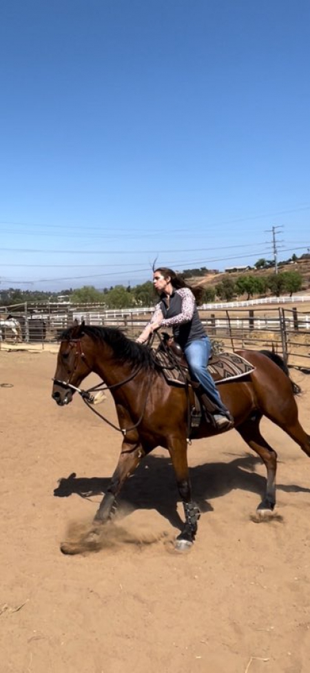 CJ, Quarter Horse Cross Gelding for sale in California