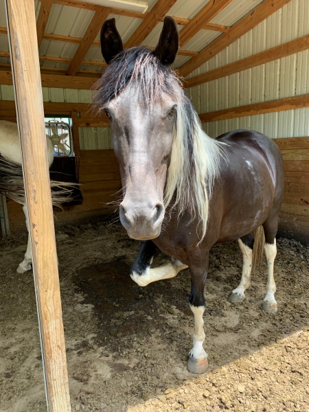 Chance, Tennessee Walking Horses Gelding for sale in Indiana