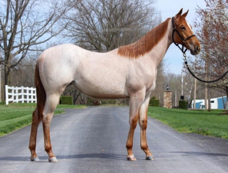 Sheza Cartel Khalesi , American Quarter Horse Mare for sale in Texas