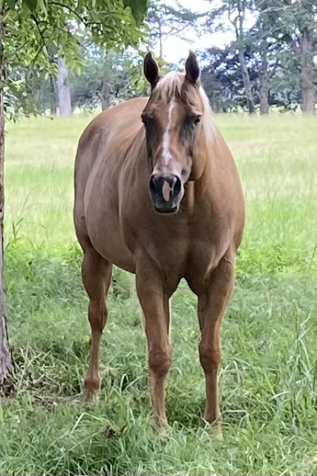 SQ Spooky Ghost, American Quarter Horse Mare for sale in Mississippi
