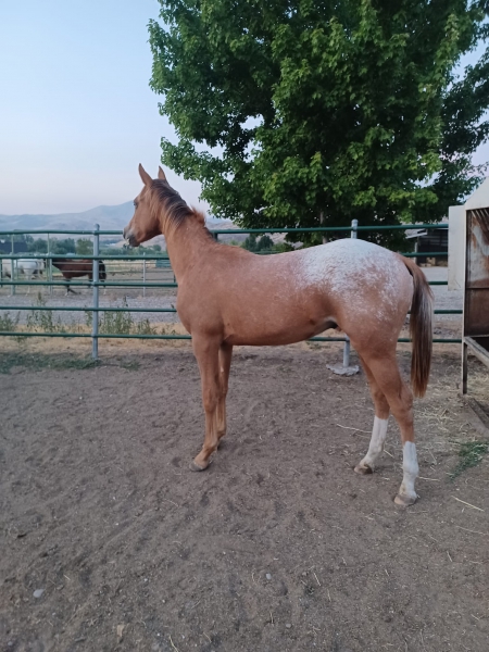 Copper Moon, Appaloosa Stallion for sale in Idaho