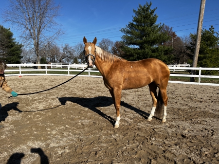 Tall Texas Blonde (Jewels), American Quarter Horse Mare for sale in Missouri