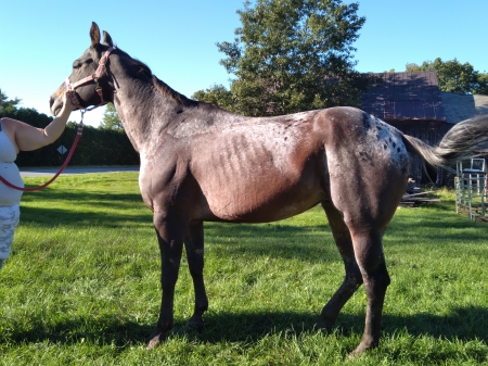 Invest in my dreams, Appaloosa Mare for sale in New York