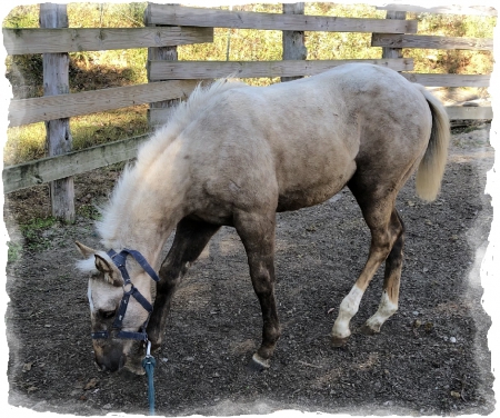 GR Crushing Corona, American Quarter Horse Colt for sale in Kentucky