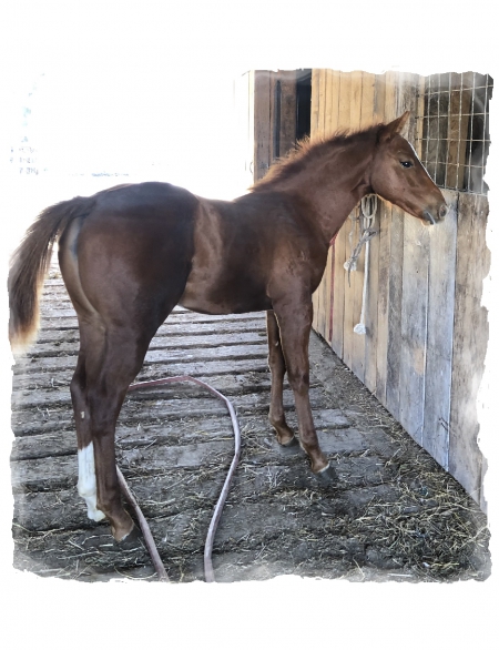 GR Corona Suerte, American Quarter Horse Filly for sale in Kentucky