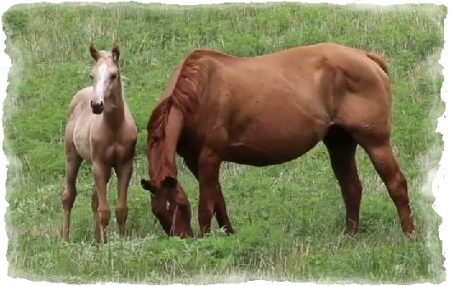 GR Corona Pepgin, American Quarter Horse Colt for sale in Kentucky