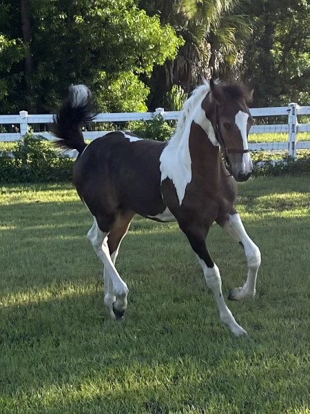 Cezanne, Friesian Cross Filly for sale in Florida