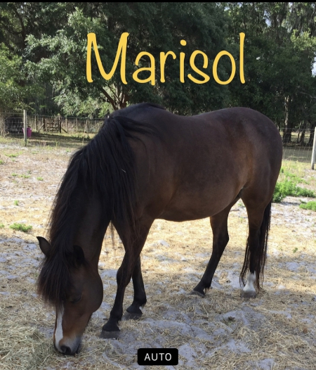 Marisol, Paso Fino Mare for sale in Florida