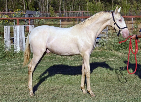 Idilio de Carmelo (E/E,A/A,I/Cr,I/Pr), Andalusian Stallion for sale in Texas