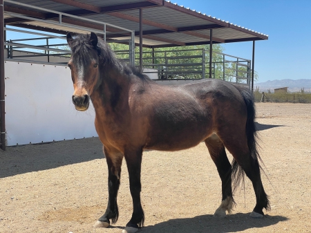 Julie, Shetland Pony Mare for sale in Arizona