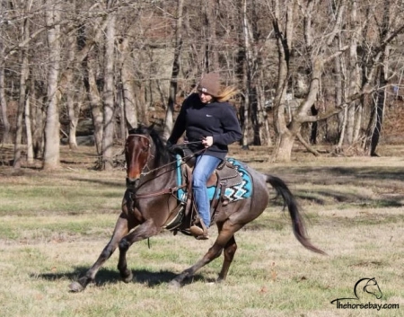 Updated Today: Horses For Sale. All Breeds. All Disciplines. All States.