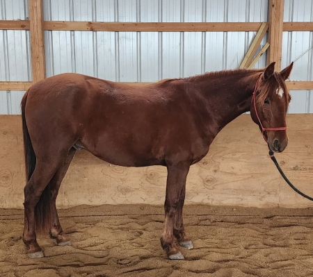 LPMF The Red Baron, Morgan Gelding for sale in Kentucky