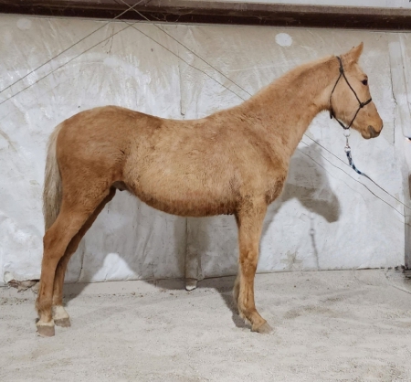 LPMF Blonde John, Morgan Stallion for sale in Kentucky
