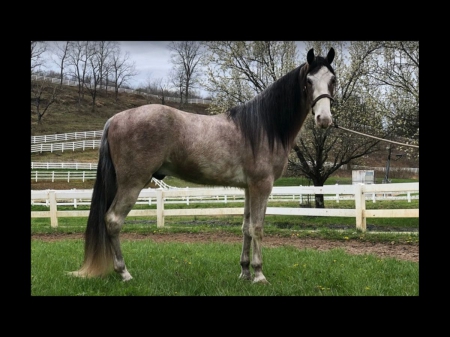 Smokey Valley Splash, Tennessee Walking Horses Gelding for sale in Kentucky