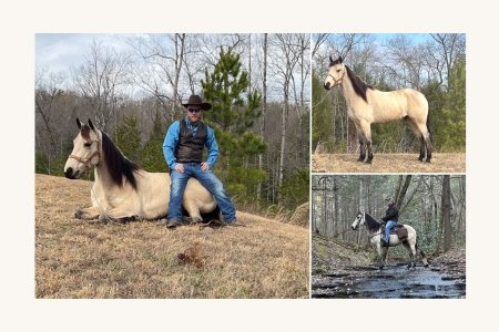 Buckskin Racking Horse Gelding, Racking Horse Gelding for sale in Kentucky