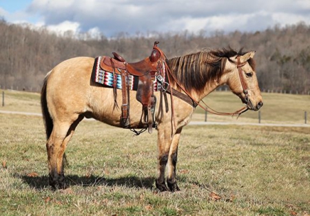 Gambler, American Quarter Horse Gelding for sale in Indiana
