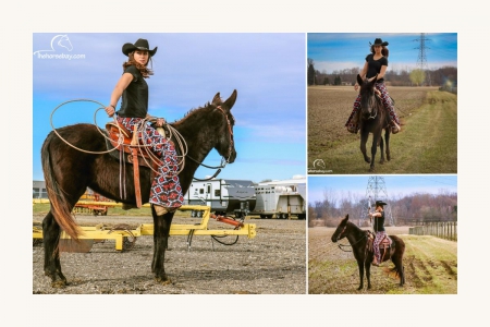 TWH/Mule - Available on Thehorsebay.com, Mule Mare for sale in Ohio