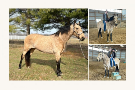 Buckskin Pleasure Saddle Horse - Available on Thehorsebay.com, Other Mare for sale in Illinois