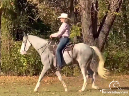 Grey Sabino Registered TWHBA Gelding - Available on Thehorsebay.com, Tennessee Walking Horses Gelding for sale in Arkansas