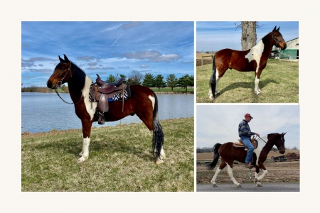 Kid Friendly Tri Colored Spotted Saddle Gelding - Available on Thehorsebay.com, Spotted Saddle Gelding for sale in Indiana