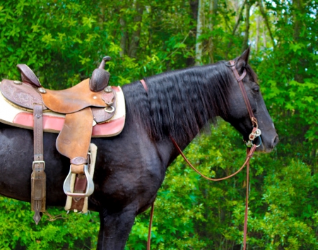 Tennessee Walking Horses Gelding For Sale In Louisiana - Black ...