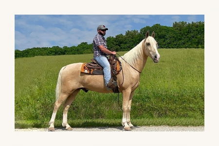 Palomino Tennessee Walking Horse Ranch, Gaited Trail Gelding, Tennessee Walking Horses Gelding for sale in Kentucky