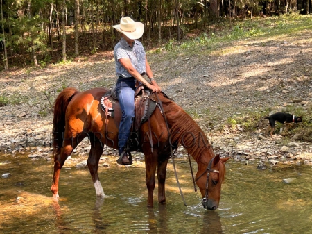 Missouri Fox Trotting Horse Gelding For Sale In Arkansas - Sorrel ...