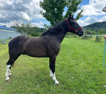 DOMINO, Tennessee Walking Horses Gelding for sale in Kentucky
